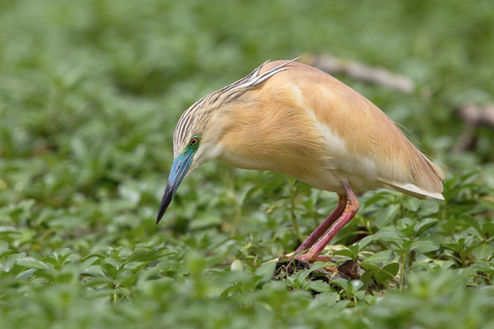 Malesuada turpis act umsa